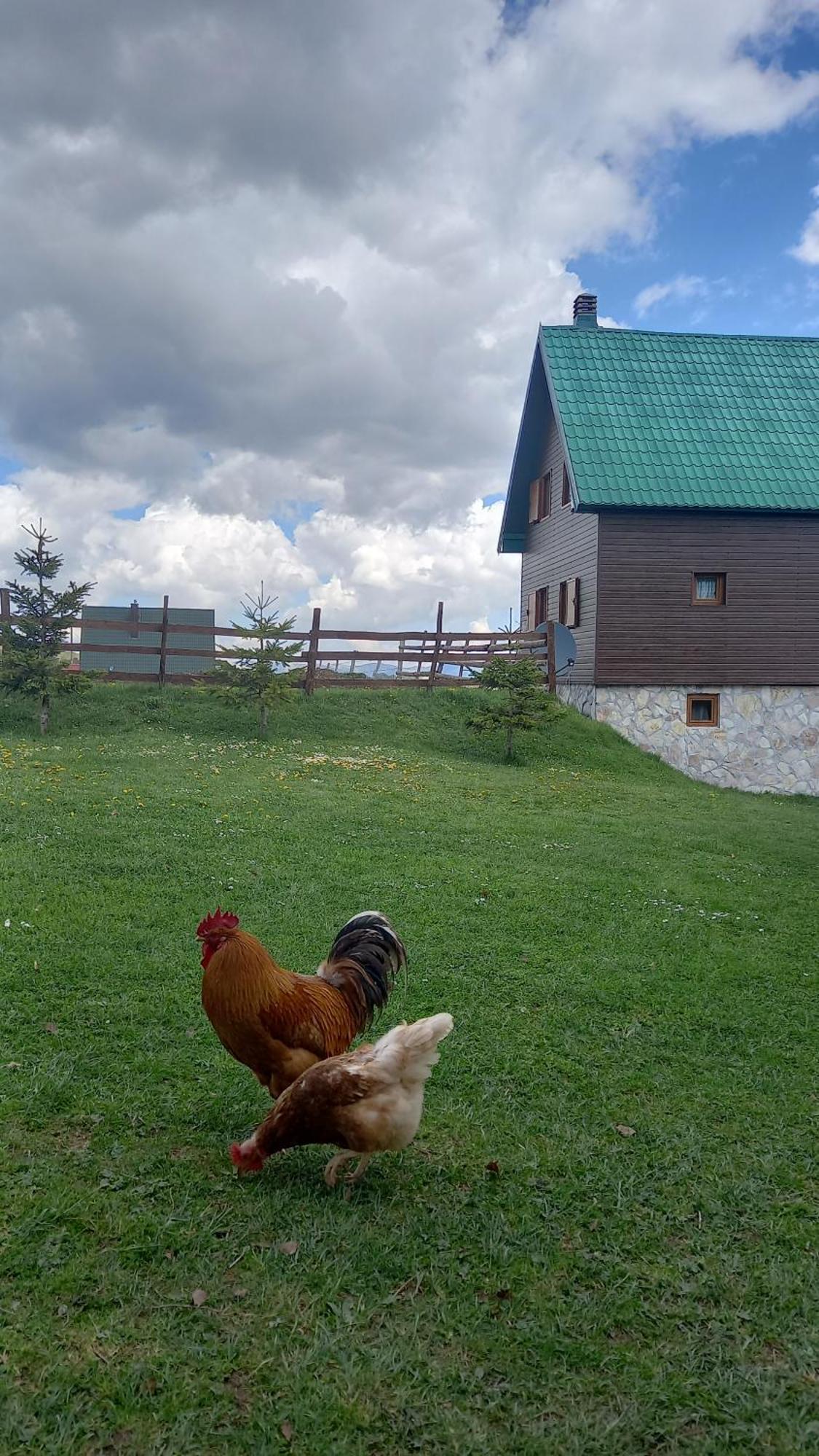 Family Farm Apartments Žabljak Exterior foto
